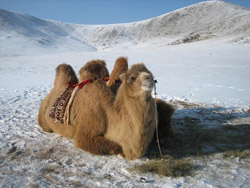Camel at Terelj